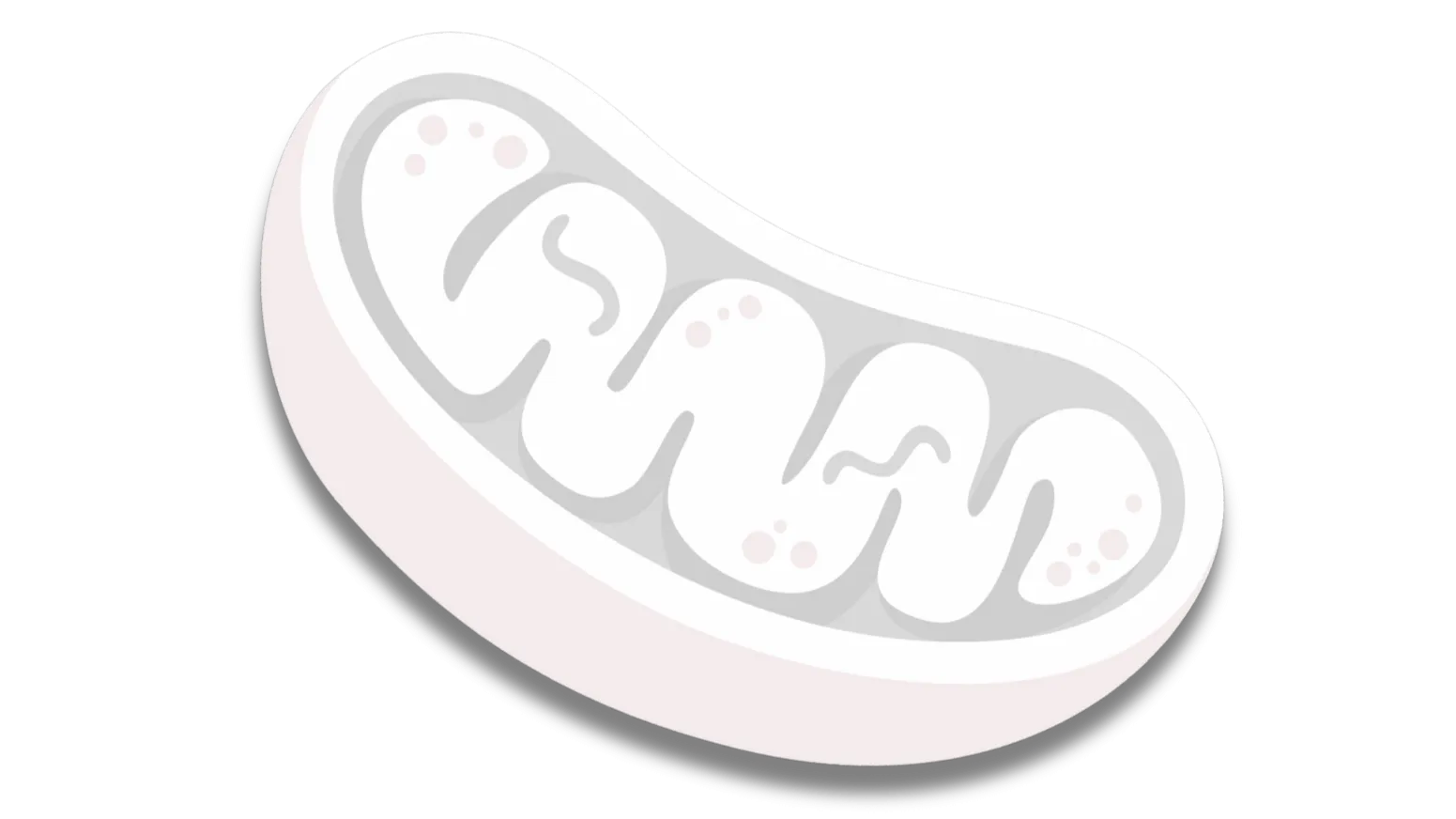 bas64-image-2026-01-21